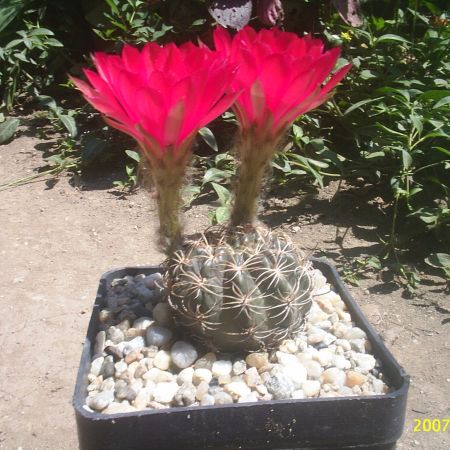 Un cactus micut